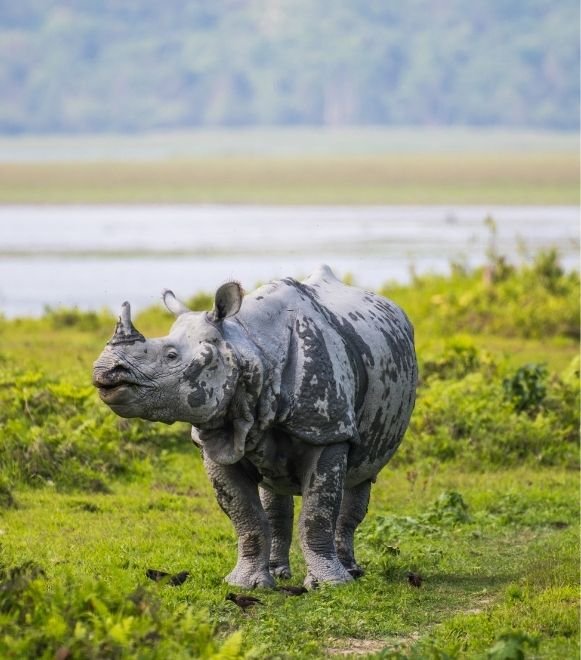 Kaziranga